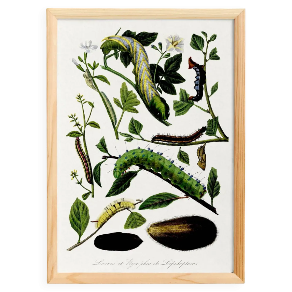 Affiche sur les chenilles, d’après une gravure ancienne de 1842.