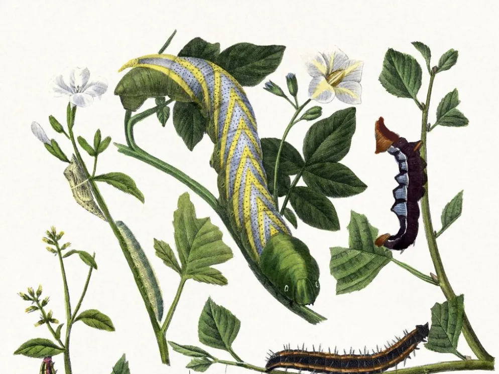 Affiche sur les chenilles, d’après une gravure ancienne de 1842.