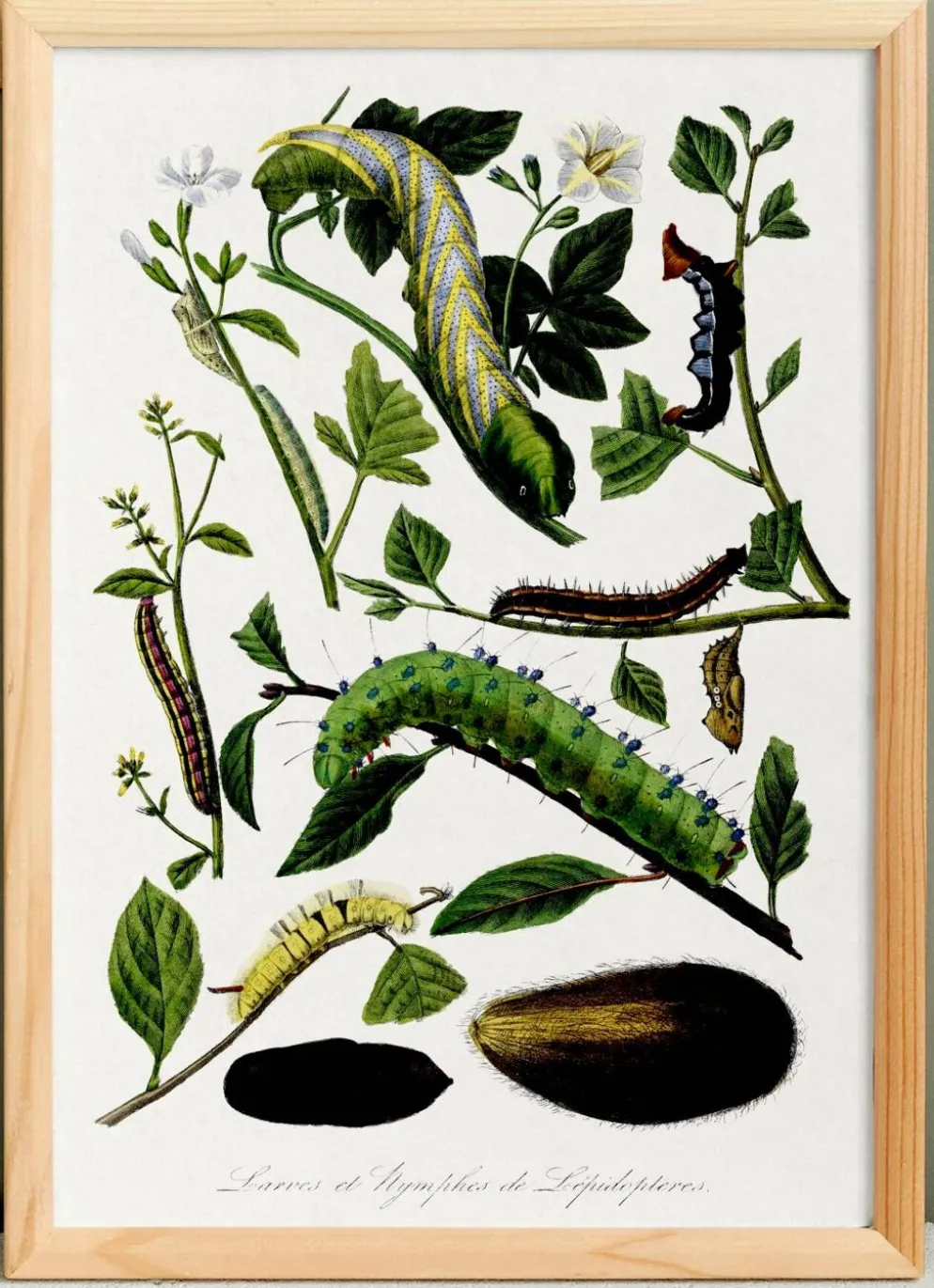 Affiche sur les chenilles, d’après une gravure ancienne de 1842.