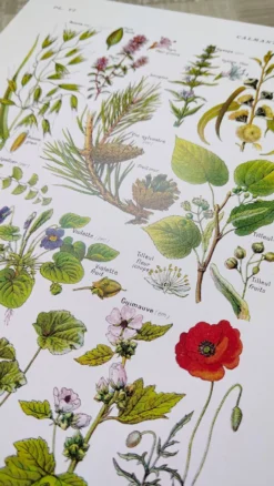 Affiche sur les plantes calmantes, d'après une lithographie de 1928