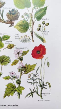 Affiche sur les plantes calmantes, d'après une lithographie de 1928