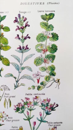 Affiche sur les plantes digestives, d'après une lithographie de 1928