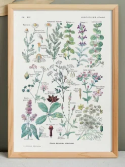 Affiche sur les plantes digestives, d'après une lithographie de 1928