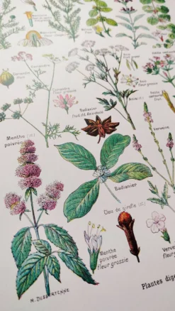 Affiche sur les plantes digestives, d'après une lithographie de 1928