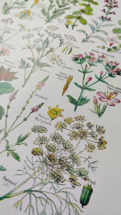 Affiche sur les plantes digestives, d'après une lithographie de 1928
