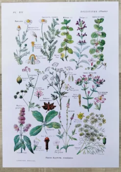 Affiche sur les plantes digestives, d'après une lithographie de 1928