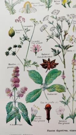 Affiche sur les plantes digestives, d'après une lithographie de 1928