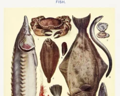Affiche sur les poissons, d’après une lithographie ancienne de 1923.