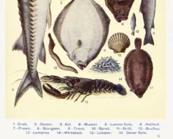 Affiche sur les poissons, d’après une lithographie ancienne de 1923.