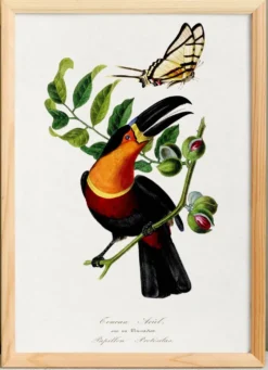 Affiche sur le toucan, d'après une gravure ancienne de 1842.