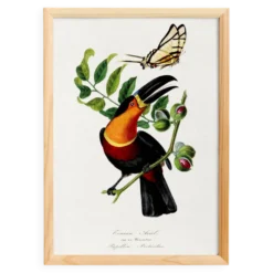 Affiche sur le toucan, d'après une gravure ancienne de 1842.