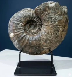 Ammonite géante