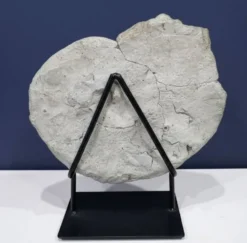 Ammonite géante