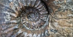 Ammonite géante