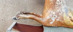 Ancien Cheval À Bascule XIXe Siècle En Bois Et Papier Mâché Peint