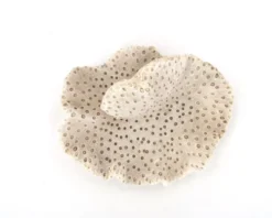 Ancien corail naturel blanc, cabinet de curiosités, années 70