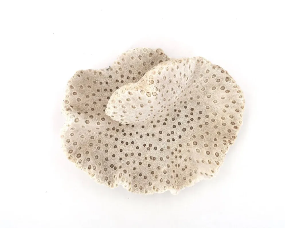 Ancien corail naturel blanc, cabinet de curiosités, années 70