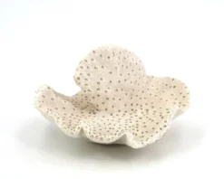 Ancien corail naturel blanc, cabinet de curiosités, années 70