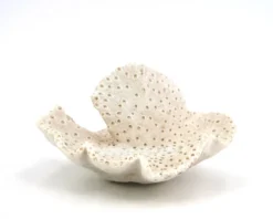 Ancien corail naturel blanc, cabinet de curiosités, années 70