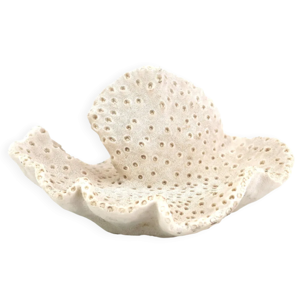 Ancien corail naturel blanc, cabinet de curiosités, années 70
