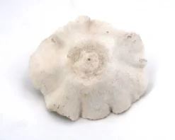 Ancien corail naturel blanc, cabinet de curiosités, années 70