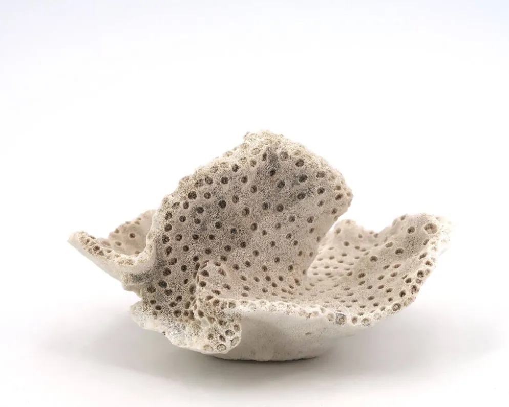 Ancien corail naturel blanc, cabinet de curiosités, années 70