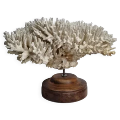 Ancien corail naturel blanc sur socle en bois tourné 41 cm