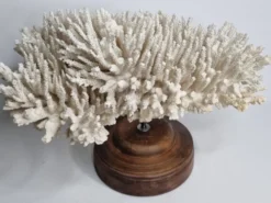 Ancien corail naturel blanc sur socle en bois tourné 41 cm