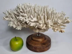 Ancien corail naturel blanc sur socle en bois tourné 41 cm