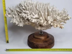 Ancien corail naturel blanc sur socle en bois tourné 41 cm
