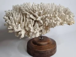 Ancien corail naturel blanc sur socle en bois tourné 41 cm