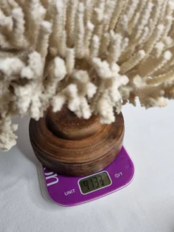 Ancien corail naturel blanc sur socle en bois tourné 41 cm