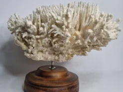 Ancien corail naturel blanc sur socle en bois tourné 41 cm