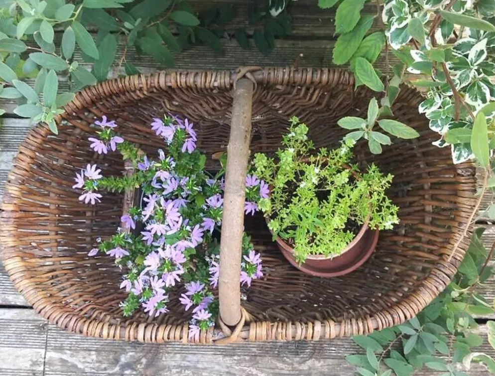 Ancien grand panier bourguignon en osier