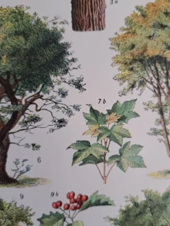 Ancienne planche botanique « Arbres » – illustration naturaliste
