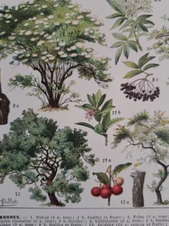 Ancienne planche botanique « Arbres » – illustration naturaliste