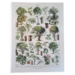 Ancienne planche botanique « Arbres » – illustration naturaliste