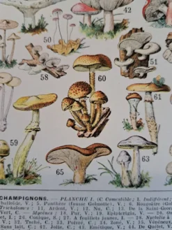 Ancienne planche botanique champignons, 1930