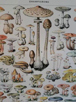 Ancienne planche botanique champignons, 1930