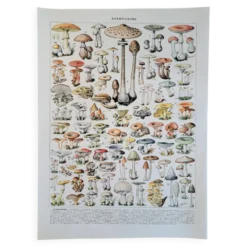 Ancienne planche botanique champignons, 1930