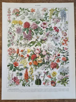 Ancienne planche botanique « Fleurs – Arbres et arbisseaux » – 1930