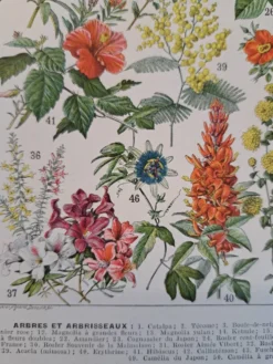 Ancienne planche botanique « Fleurs – Arbres et arbisseaux » – 1930
