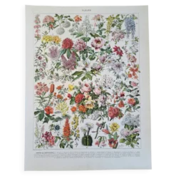 Ancienne planche botanique « Fleurs – Arbres et arbisseaux » – 1930