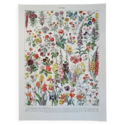 Ancienne planche botanique « Fleurs » – 1930
