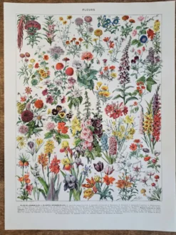 Ancienne planche botanique « Fleurs » – 1930