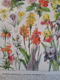 Ancienne planche botanique « Fleurs » – 1930