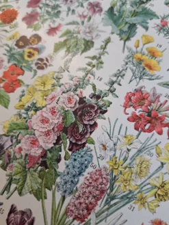 Ancienne planche botanique « Fleurs » – 1930