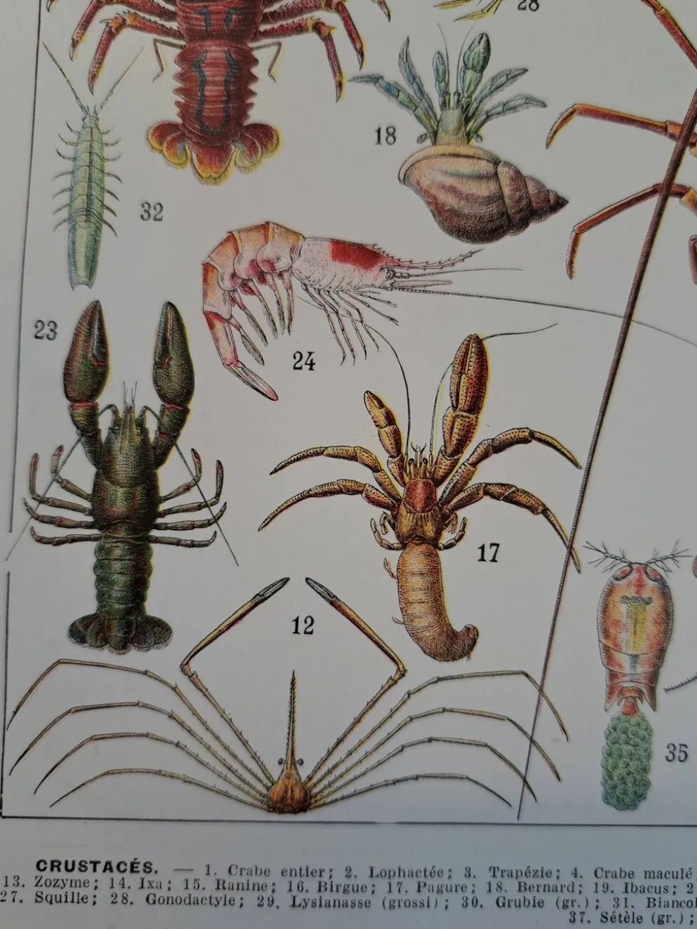 Ancienne planche naturaliste « Crustacés » – 1930 – Larousse