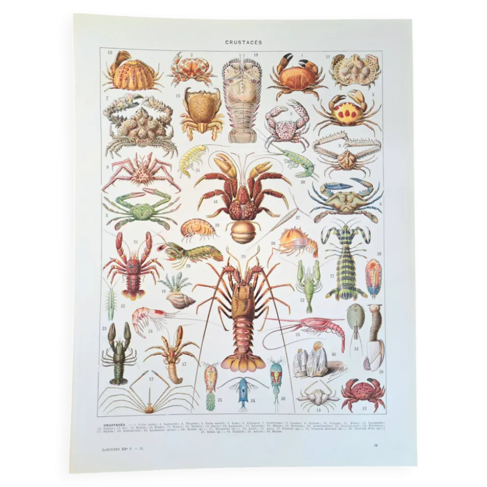 Ancienne planche naturaliste « Crustacés » – 1930 – Larousse