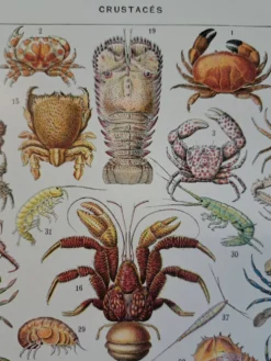 Ancienne planche naturaliste « Crustacés » – 1930 – Larousse